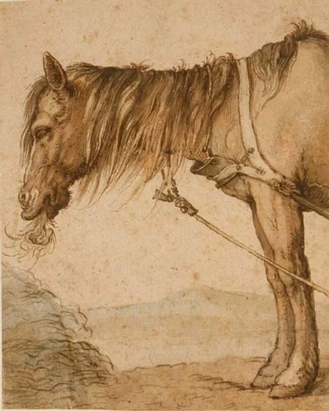 Studio di cavallo che mangia fieno - Fitzwilliam Museum, University of Cambridge